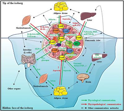 Crosstalk Communications Between Islets Cells and Insulin Target Tissue: The Hidden Face of Iceberg